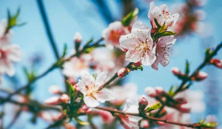 Sức xuân đất nước