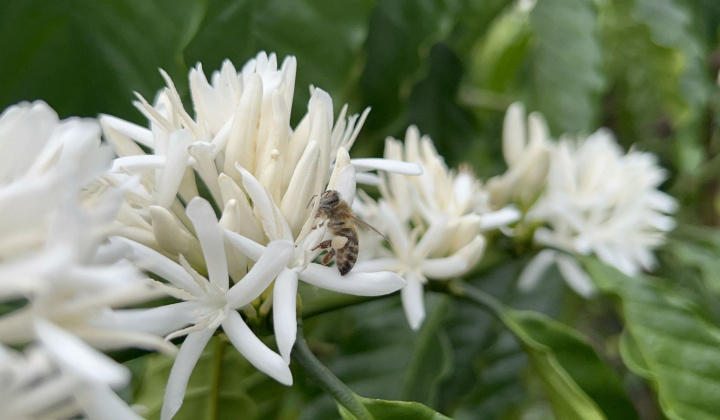 Cà phê Ban Mê: Hương của nắng gió – Vị của núi rừng