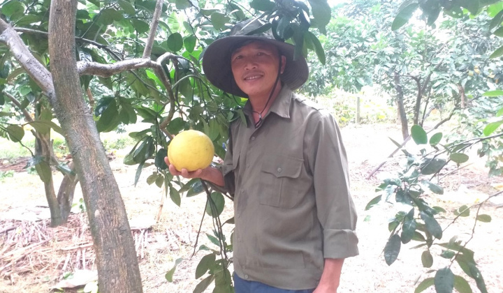 Hà Tĩnh: Xây dựng thành công mô hình thí điểm Chuyển đổi số trong sản xuất cây ăn quả có múi