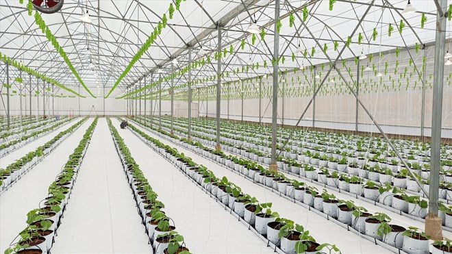 Phát triển nông nghiệp ứng dụng công nghệ cao ở huyện Lạc Thủy, tỉnh Hòa Bình