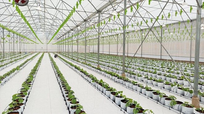 Phát triển nông nghiệp ứng dụng công nghệ cao ở huyện Lạc Thủy, tỉnh Hòa Bình