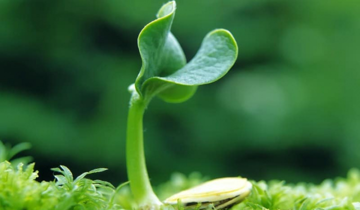 Một số điều của Luật Sở hữu trí tuệ về quyền đối với giống cây trồng