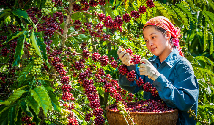 Trung Quốc mong muốn tăng cường nhập khẩu các mặt hàng nông sản chất lượng cao của Việt Nam