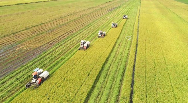 Phát triển bền vững một triệu héc-ta chuyên canh lúa chất lượng cao và phát thải thấp gắn với tăng trưởng xanh vùng ĐBSCL