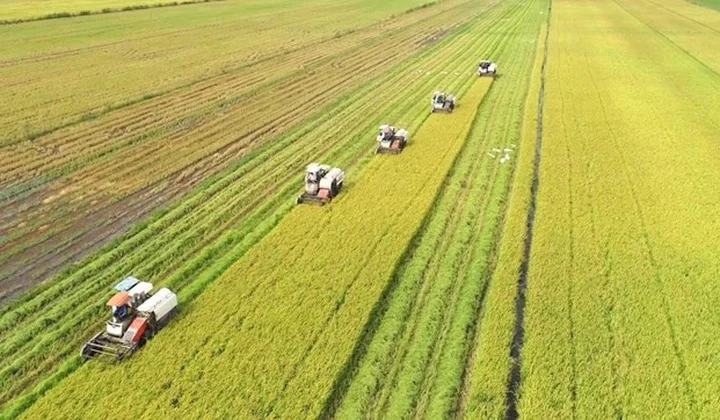 Phát triển bền vững một triệu héc-ta chuyên canh lúa chất lượng cao và phát thải thấp gắn với tăng trưởng xanh vùng ĐBSCL