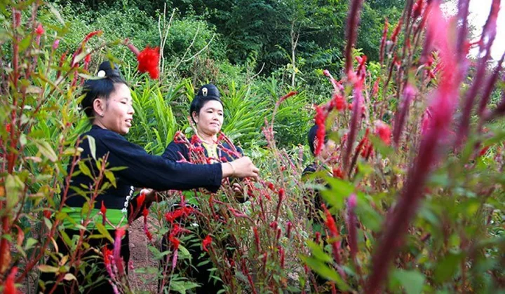 Đặc sắc tết hoa mào gà của đồng bào dân tộc Cống