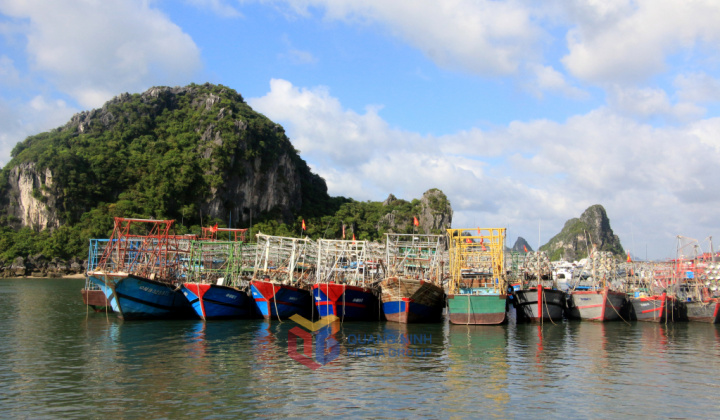 Tập trung thực hiện các giải pháp cấp bách chống khai thác hải sản bất hợp pháp