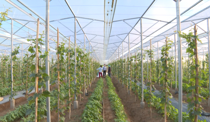 Ninh Thuận phát triển nông nghiệp ứng dụng công nghệ cao
