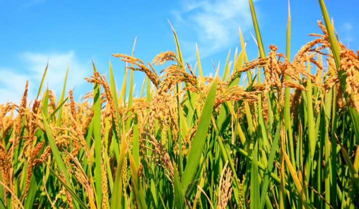 Lần đầu tổ chức Festival quốc tế lúa gạo Việt Nam - Hậu Giang 2023