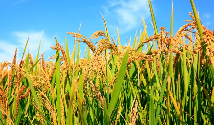 Lần đầu tổ chức Festival quốc tế lúa gạo Việt Nam - Hậu Giang 2023