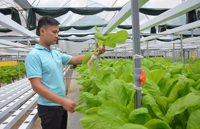 Tuyên Quang: Ứng dụng công nghệ cao trong các hợp tác xã nông nghiệp