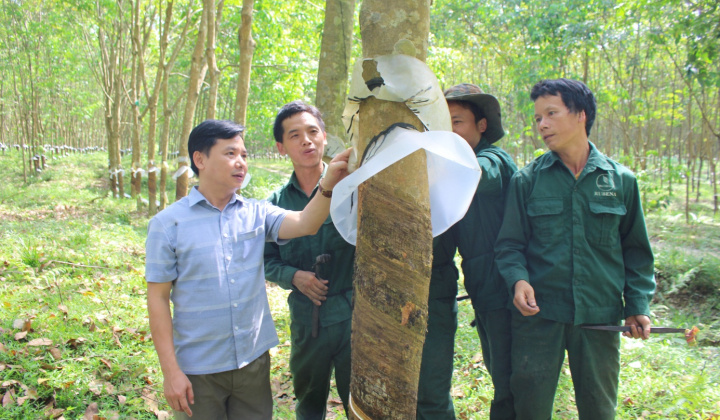 Cao su Nghệ An: Các giải pháp để hoàn thành mọi chỉ tiêu kế hoạch năm 2023