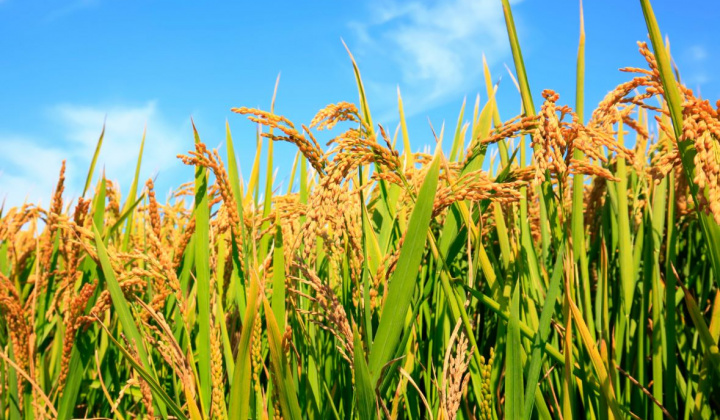 Viet Nam to develop 1 million ha of low-emission high-quality rice by 2030