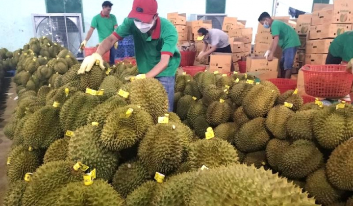 Giải pháp hỗ trợ tiêu thụ nông sản Vùng ĐBDTTS và miền núi Khánh Hòa