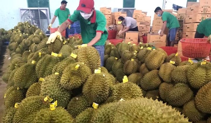 Giải pháp hỗ trợ tiêu thụ nông sản Vùng ĐBDTTS và miền núi Khánh Hòa