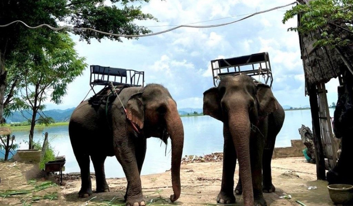 Chấm dứt hoạt động cưỡi voi tại Trung tâm Du lịch Cầu treo Buôn Đôn