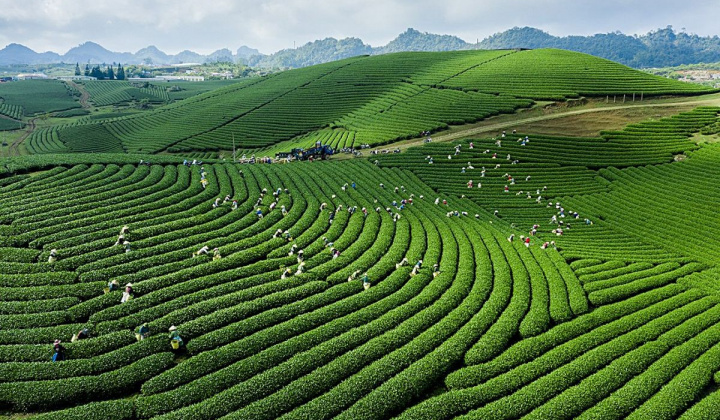 Mộc Châu - Điểm đến thiên nhiên hàng đầu thế giới