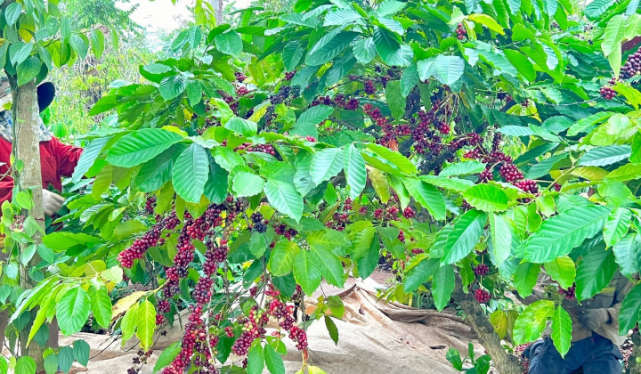 Đắk Lắk: Nhiều nội dung đặc sắc tại Lễ hội Cà phê Buôn Ma Thuột lần thứ 8 năm 2023