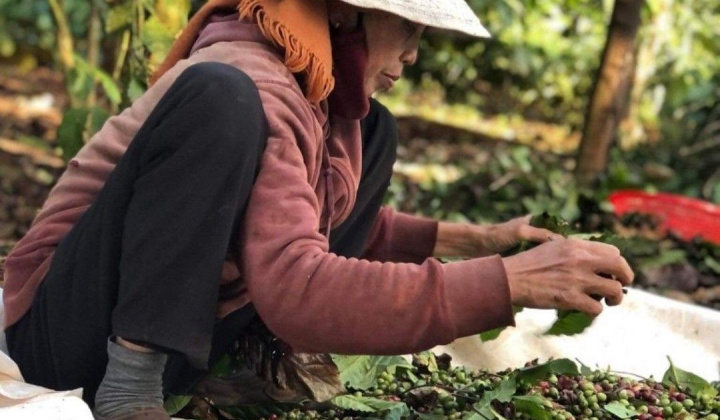 Đắk Lắk: Bà H Ner Niê hơn 20 năm gắn bó với cây Cà phê