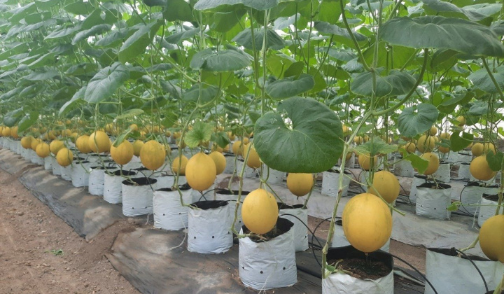 Hợp tác xã dịch vụ nông nghiệp Thiệu Hưng trở thành lá cờ đầu của loại hình kinh tế tập thể