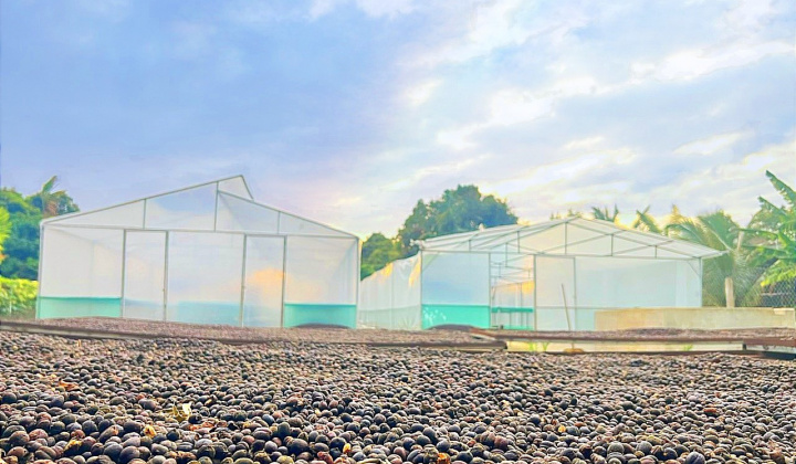 Những tâm tình ẩn mình sau ly cà phê hữu cơ