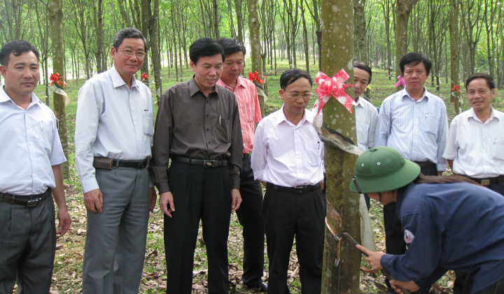 Cao su Bắc Trung bộ: Xuân mới niềm tin và hi vọng