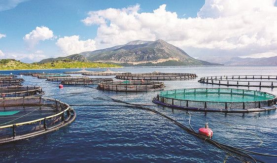 Chuyển khoảng 2.000 tàu khai thác hải sản sang nghề nuôi trồng thủy sản