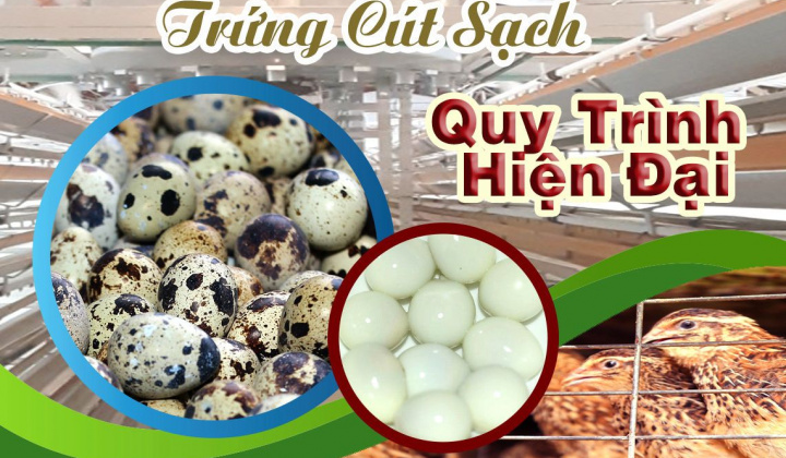 Thương hiệu sản phẩm trứng cút Hưng Thịnh hướng đến xuất khẩu