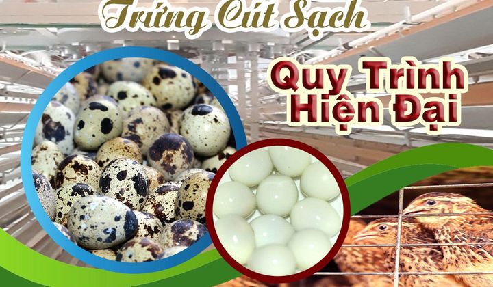 Thương hiệu sản phẩm trứng cút Hưng Thịnh hướng đến xuất khẩu