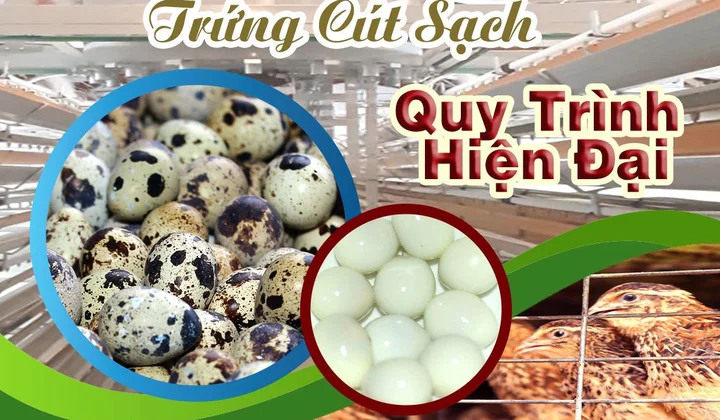 Thương hiệu sản phẩm trứng cút Hưng Thịnh hướng đến xuất khẩu