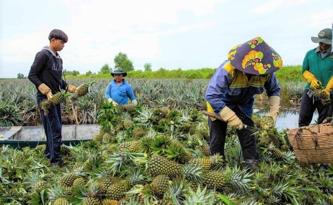 Hậu Giang: Chờ đón Lễ hội "Khóm Cầu Đúc Hậu Giang - hành trình mới, vươn tầm xa"
