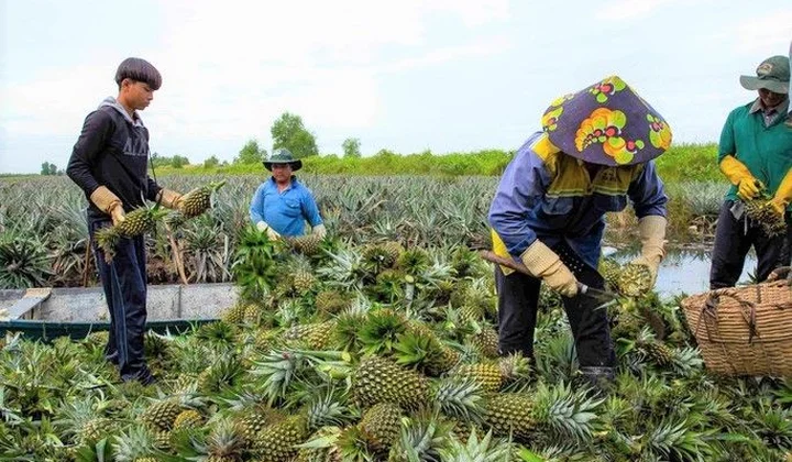 Hậu Giang: Chờ đón Lễ hội "Khóm Cầu Đúc Hậu Giang - hành trình mới, vươn tầm xa"