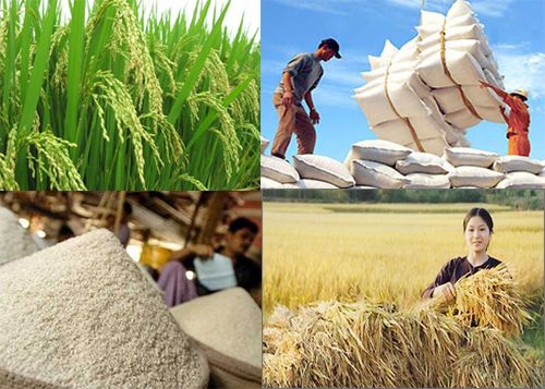 Hành động chuyển đổi hệ thống lương thực thực phẩm minh bạch, trách nhiệm và bền vững