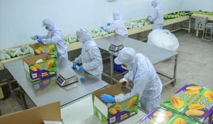 Hội Ngành hàng Xoài Đồng Tháp quyết tâm đưa Xoài “ra khơi”