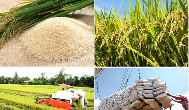 Chuyển dịch cơ cấu thị trường xuất khẩu gạo theo hướng bền vững