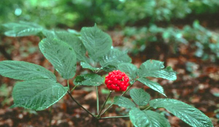 Phấn đấu diện tích trồng Sâm Việt Nam đạt khoảng 21.000 ha vào năm 2030