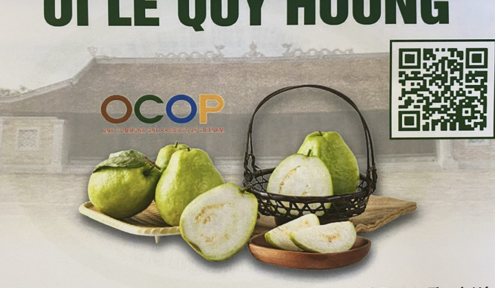 Ổi lê Quý Hương mang màu sắc mới cho vùng đất Hà Long