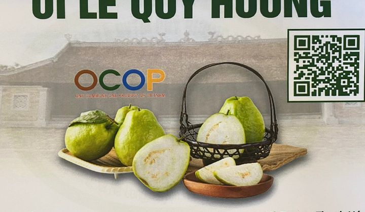 Ổi lê Quý Hương mang màu sắc mới cho vùng đất Hà Long
