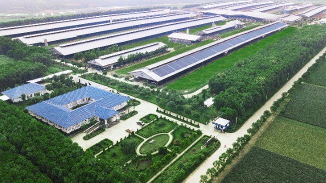 Trang trại “Green Farm”, ‘Trung hòa Carbon”- Những bước chân đầu tiên của Vinamilk trong lộ trình đến Net Zero