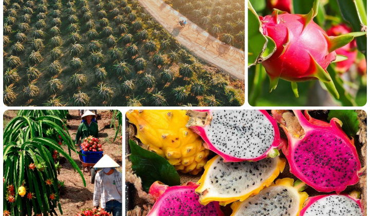 Phản biện xã hội Đề án Phát triển thanh long trên địa bàn tỉnh Bình Thuận đến năm 2030