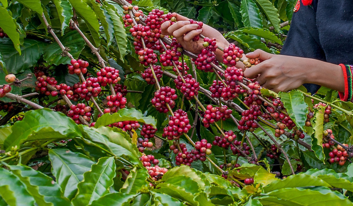 Vietnam earns over 2 billion USD from coffee exports