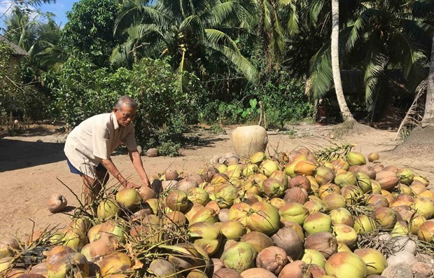 Trà Vinh: Giá dừa khô tiếp tục tăng thêm 3.000 đồng/chục