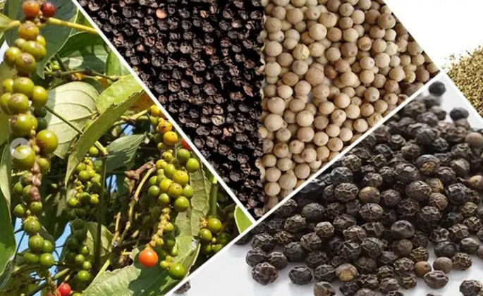 Hỗ trợ các doanh nghiệp xuất khẩu hồ tiêu sang thị trường UAE