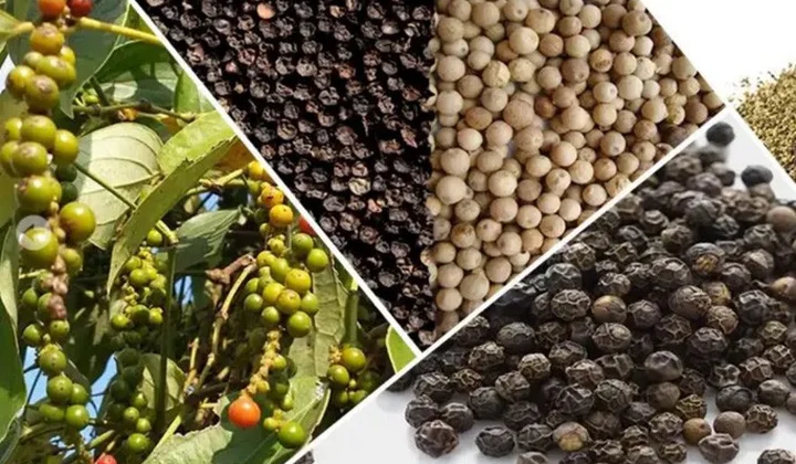 Hỗ trợ các doanh nghiệp xuất khẩu hồ tiêu sang thị trường UAE