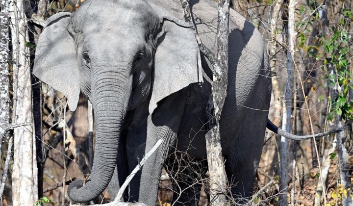 WWF khởi động sáng kiến mới về voi châu Á trong khu vực