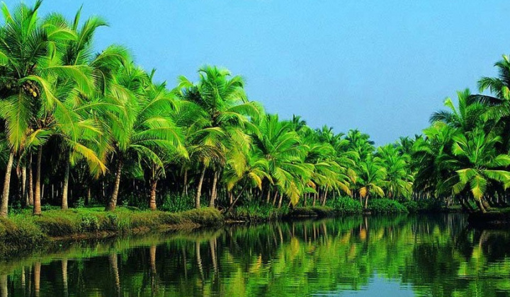 Cơ hội lớn cho trái dừa Trà Vinh “đi xa”