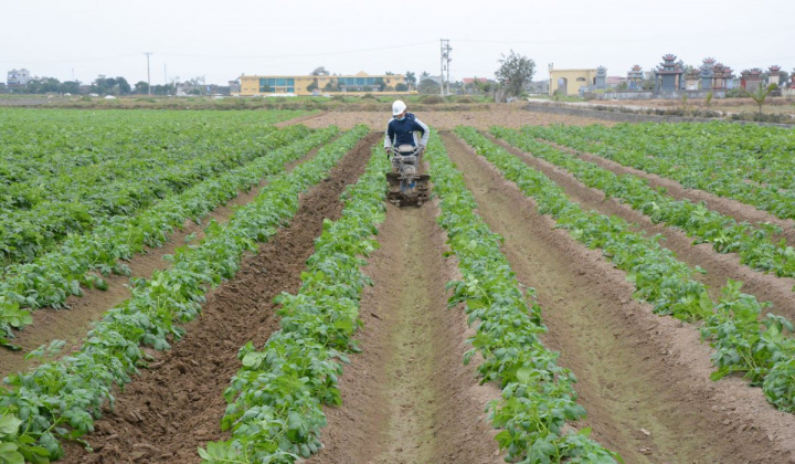 Nam Định hướng đến nền nông nghiệp hữu cơ