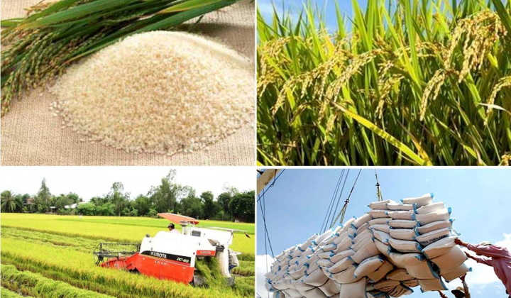 Opportunities for Vietnam to boost rice exports: official