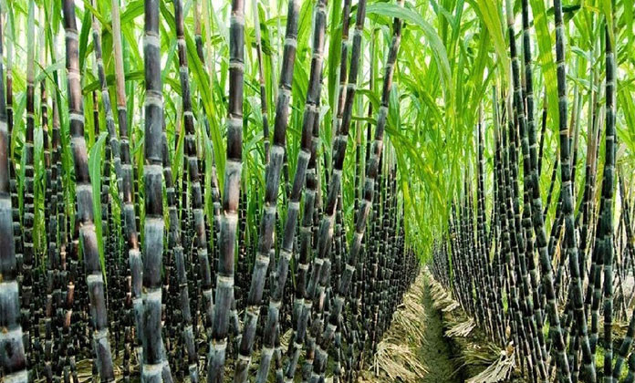 Nâng cao năng suất, phát triển bền vững ngành mía đường công nghiệp Việt Nam