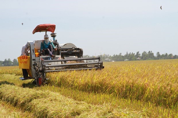 Tận dụng thời cơ xuất khẩu gạo